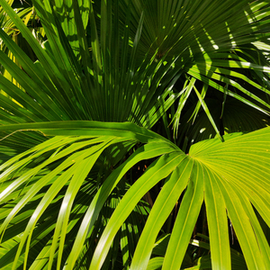 日本裸体拔萝卜视频
